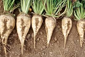 GMO Sugar Beets